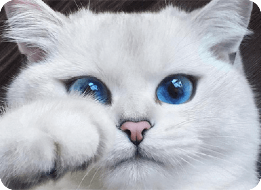 Белый котик.